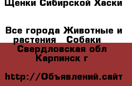 Щенки Сибирской Хаски - Все города Животные и растения » Собаки   . Свердловская обл.,Карпинск г.